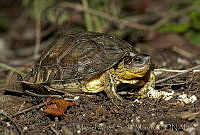 MASM03625 Rhinoclemmys areolata.jpg