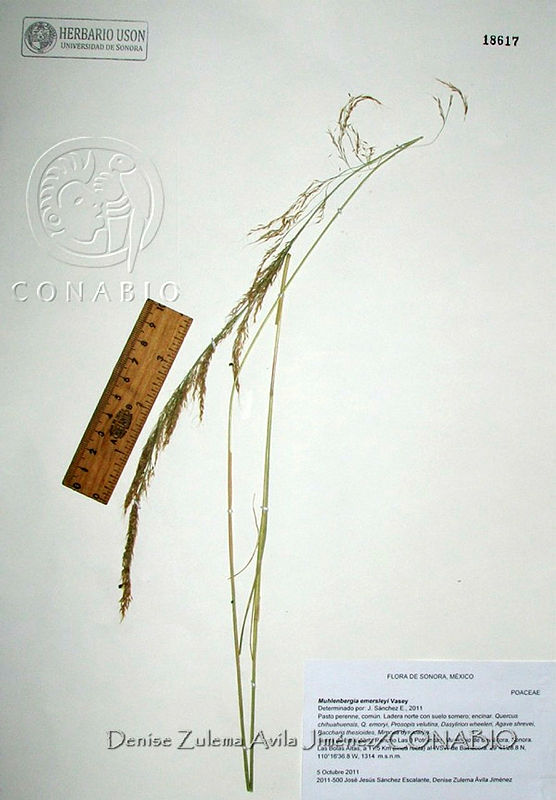 DZAJ104%20%20Muhlenbergia%20emersleyi.JPG.rifAku30Ma2rZ3dhQA3g0JtbmFja29CbnFuZ3NAbXJ6LGtwZwA.L7ncbAJgVJ