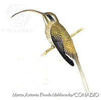 MAPM1121 Phaethornis longirostris.jpg