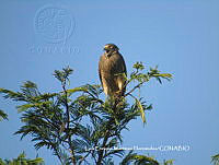 LEMH095 Rupornis magnirostris.JPG