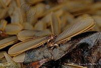 ERG001 Termitidae.jpg