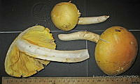 RGO0411 Amanita caesarea.JPG
