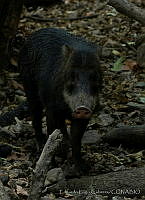 ELC0113 Tayassu pecari.jpg