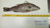 RE006 0050 Totoaba.tif