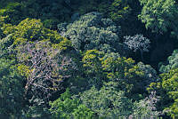 1_Selva Humeda_Manfred.jpg