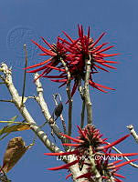 3R 01134 Erythrina americana.jpg