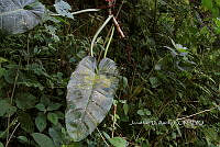 Zongo 0023 Philodendron seguine.jpg