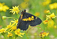 JCGM02563 Catasticta teutila ssp. teutila.jpg