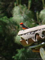 CGL1949 Pyrocephalus rubinus.jpg