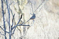 LEMH069 Melozone fusca.JPG