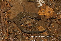 JCC0458 Lepidophyma micropholis.JPG