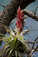 MASM06179 Tillandsia sp..jpg