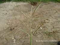 MRG-2017-844 Bothriochloa springfieldii (MRG-12oct17-e).JPG