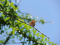 ADJ0366 Anaea troglodyta subsp. aidea.jpg