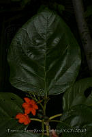 FJRS0101 Cordia dodecandra.jpg