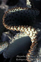 AB0129 Opuntia sp..jpg