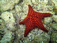 ISA067 Phataria unifascialis, Pentaceraster cumingi.jpg