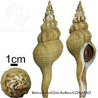 KT014 0761 Fusinus dupetitthouarsi.JPG