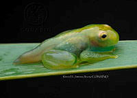 VHJA 0028 Hyalinobatrachium viridissimum.jpg