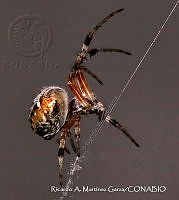 RAMGF 0017 Metepeira.jpg