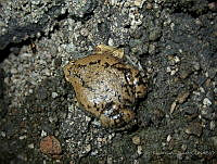 RCF0022 Hypopachus variolosus.jpg