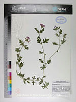 JAdNV0303 Glandularia elegans.JPG