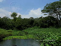ME003 0090 Eichhornia crassipes.jpg