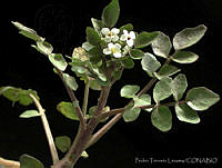 PTL0907 Nasturtium officinale.jpg