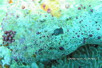 NE018 0469 Dendrodoris krebsii.jpg