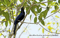 AAKVDH 0248 Cyanocorax beecheii.JPG