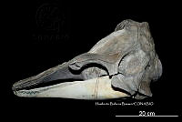 ME006 MM 124 Globicephala macrorhynchus.jpg