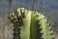 IMDOC2395 Myrtillocactus.jpg
