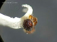 WR012 233 Xyleborinus saxesenii.jpg