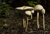 PAAC01 Agaricaceae.jpg