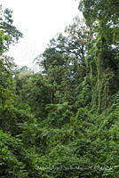 MASM08062 Chiapas, México.jpg