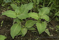 IMDOC3145 Tinantia erecta.JPG