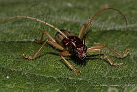 VHHT006 Hexoplon calligrammum.jpg