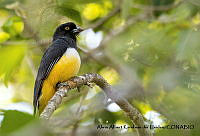 AAKVDH 0644 Trogon citreolus.JPG