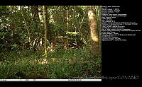 FJBL0115 Ortalis vetula.jpg
