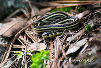 MN6F0328  Thamnophis pulchrilatus.jpg