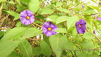 CGL4774 Lycianthes rantonnetii.JPG