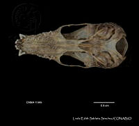 LESS 0034 Leptonycteris yerbabuenae.JPG