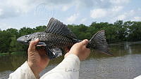 LEAdA064 Pterygoplichthys pardalis.jpg