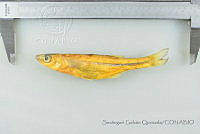 SGQ3048 Chirostoma humboldtianum.jpg