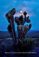 MCH004 Yucca sp..jpg