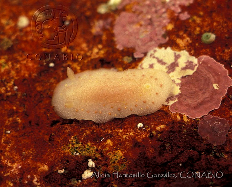 DP014 126%20Cadlina%20sparsa.jpg.jSfy8ov0MYlNh5NfQA3g0JtbmFja29CbnFuZ3NAbXJ6LGtwZwA.tIULKuXbEI