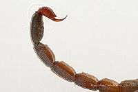 MASM07654 Centruroides flavopictus.jpg