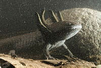 MASM08002 Ambystoma mexicanum.jpg