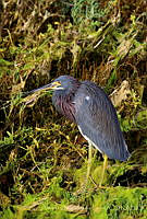 VOAP0081 Egretta tricolor.jpg