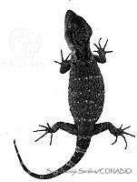 SSS0019 Xenosaurus agrenon.JPG